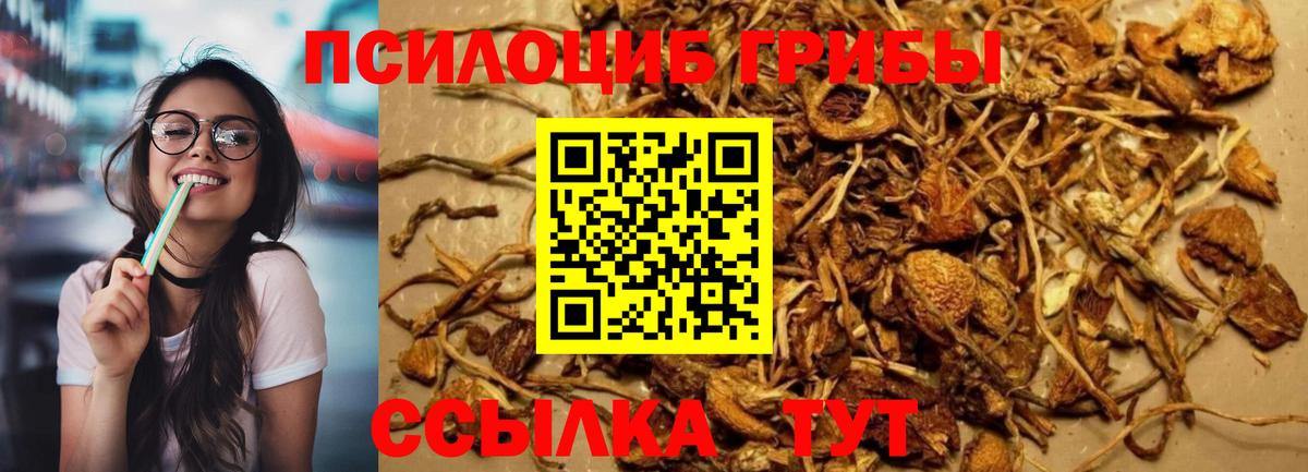 наркота  Вход с VPN  Шелехов  Галлюциногенные грибы Psilocybine cubensis 